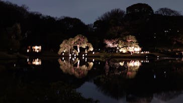 六義園に投稿された画像（2025/3/29）