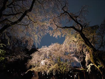 六義園に投稿された画像（2025/3/29）