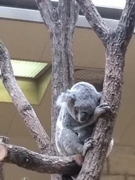 名古屋市東山動植物園に投稿された画像（2025/3/29）