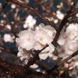 六義園に投稿された画像（2025/3/29）