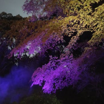 六義園に投稿された画像（2025/3/29）