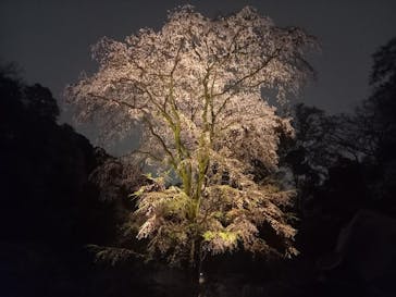 六義園に投稿された画像（2025/3/29）