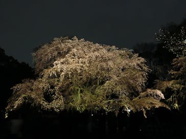 六義園に投稿された画像（2025/3/29）