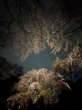 六義園に投稿された画像（2025/3/29）