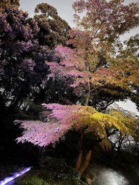 六義園に投稿された画像（2025/3/29）