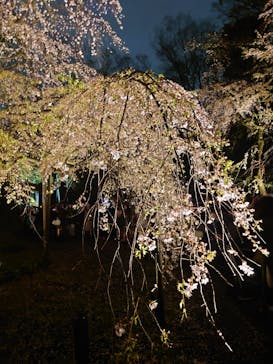 六義園に投稿された画像（2025/3/29）