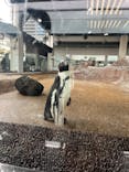 京都水族館に投稿された画像（2025/3/29）