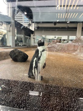京都水族館に投稿された画像（2025/3/29）