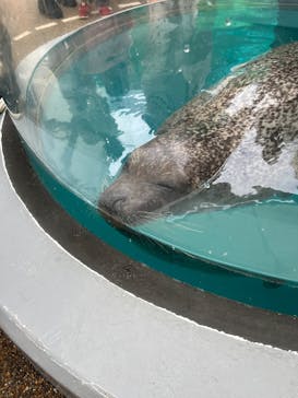京都水族館に投稿された画像（2025/3/29）