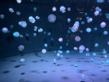 京都水族館に投稿された画像（2025/3/29）