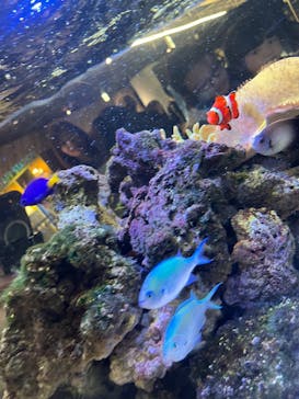 京都水族館に投稿された画像（2025/3/29）