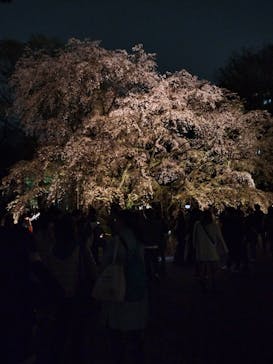 六義園に投稿された画像（2025/3/29）