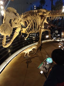 福井県立恐竜博物館に投稿された画像（2025/3/29）