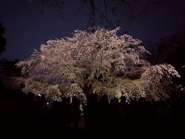 六義園に投稿された画像（2025/3/29）