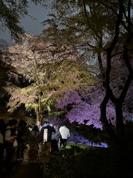 六義園に投稿された画像（2025/3/29）