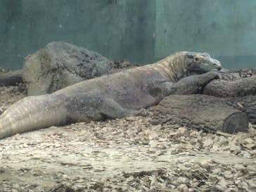 名古屋市東山動植物園に投稿された画像（2025/3/29）
