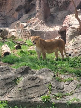 名古屋市東山動植物園に投稿された画像（2025/3/29）