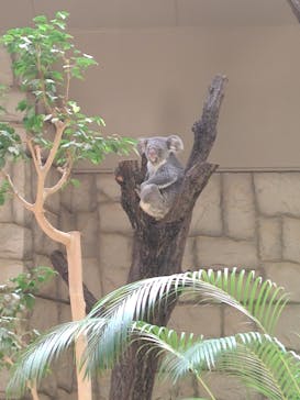 名古屋市東山動植物園に投稿された画像（2025/3/29）