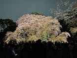 六義園に投稿された画像（2025/3/29）