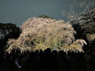 六義園に投稿された画像（2025/3/29）