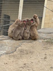 小豆島　銚子渓　自然動物園　お猿の国に投稿された画像（2025/3/29）