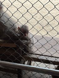 小豆島　銚子渓　自然動物園　お猿の国に投稿された画像（2025/3/29）