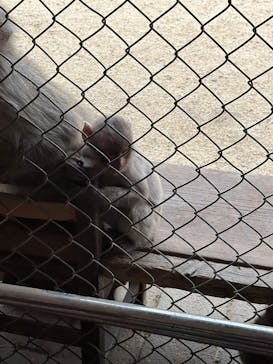 小豆島　銚子渓　自然動物園　お猿の国に投稿された画像（2025/3/29）