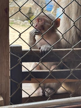 小豆島　銚子渓　自然動物園　お猿の国に投稿された画像（2025/3/29）