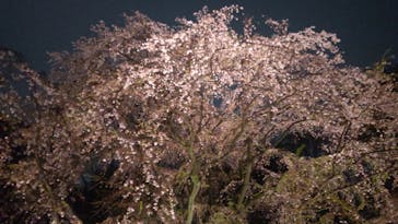 六義園に投稿された画像（2025/3/29）