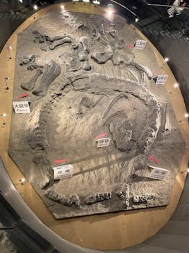 福井県立恐竜博物館に投稿された画像（2025/3/29）