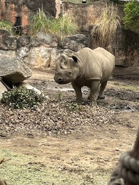 天王寺動物園に投稿された画像（2025/3/29）