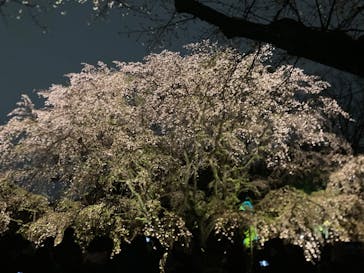 六義園に投稿された画像（2025/3/29）