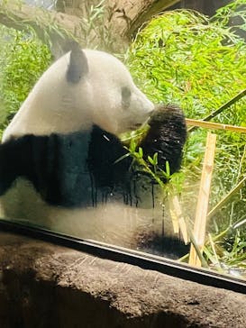 恩賜上野動物園に投稿された画像（2025/3/29）