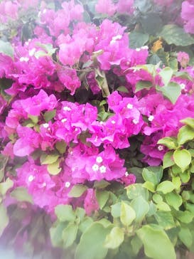 アロハガーデンたてやまに投稿された画像（2025/3/29）