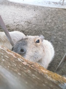 アロハガーデンたてやまに投稿された画像（2025/3/29）