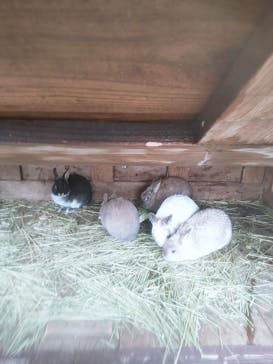 アロハガーデンたてやまに投稿された画像（2025/3/29）