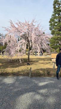 元離宮二条城に投稿された画像（2025/3/29）