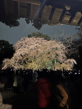 六義園に投稿された画像（2025/3/29）