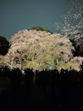 六義園に投稿された画像（2025/3/30）