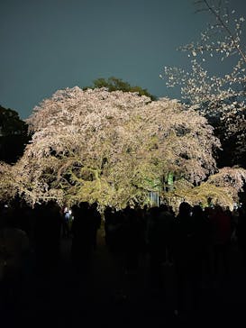 六義園に投稿された画像（2025/3/29）