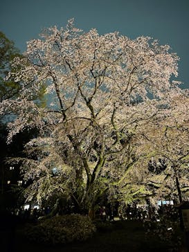 六義園に投稿された画像（2025/3/29）