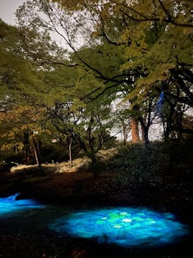 六義園に投稿された画像（2025/3/29）