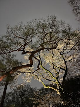 六義園に投稿された画像（2025/3/29）