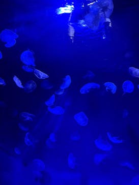 サンシャイン水族館に投稿された画像（2025/3/29）