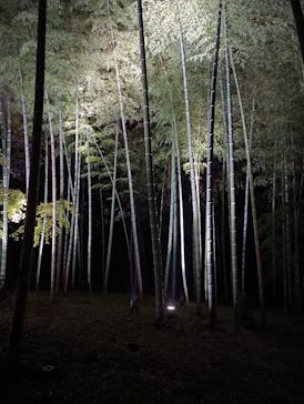 六義園に投稿された画像（2025/3/29）