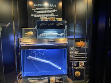 新江ノ島水族館に投稿された画像（2025/3/29）