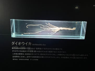 新江ノ島水族館に投稿された画像（2025/3/29）