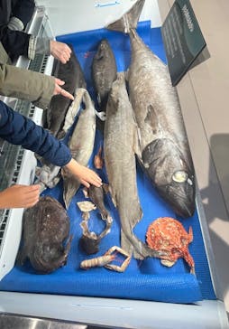 新江ノ島水族館に投稿された画像（2025/3/29）