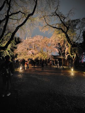 六義園に投稿された画像（2025/3/30）