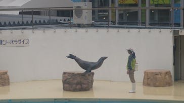 伊豆・三津シーパラダイスに投稿された画像（2025/3/30）